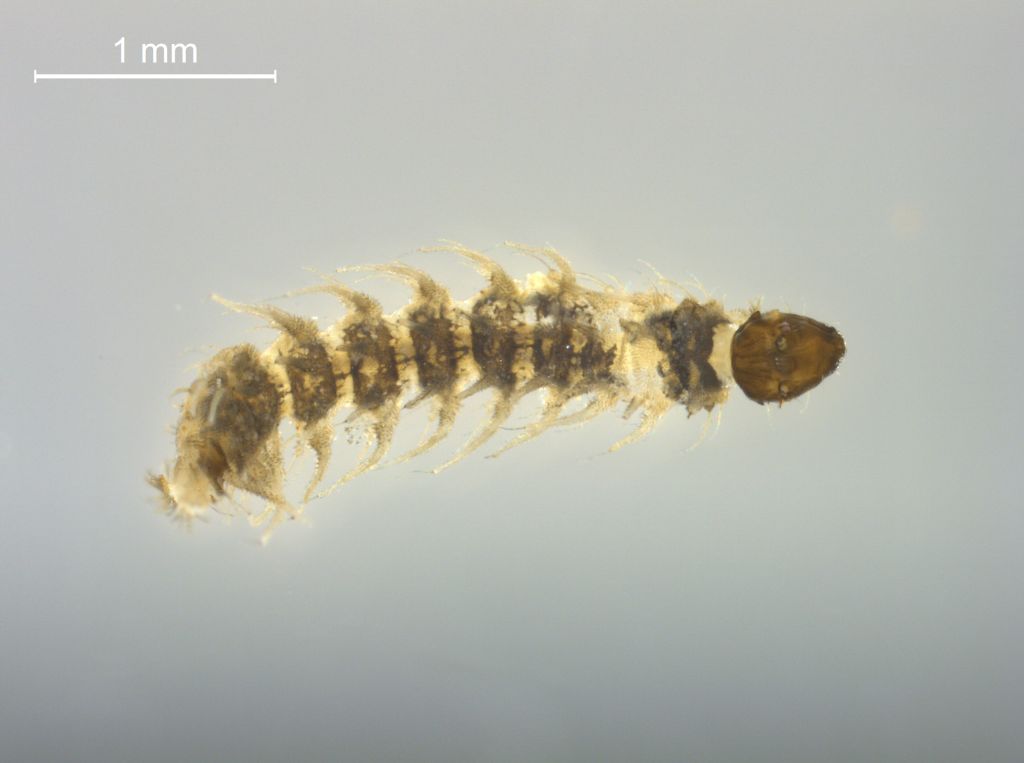Atrichopogon sp
